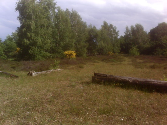 Achim: Naturschutzgebiet Sandtrockenrasen Achim – Ellisee / Trockenrasen, Bremen