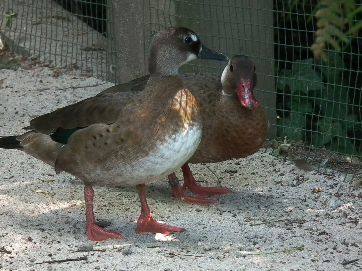 Zoo Landau in der Pfalz – Hundeort für Hunde