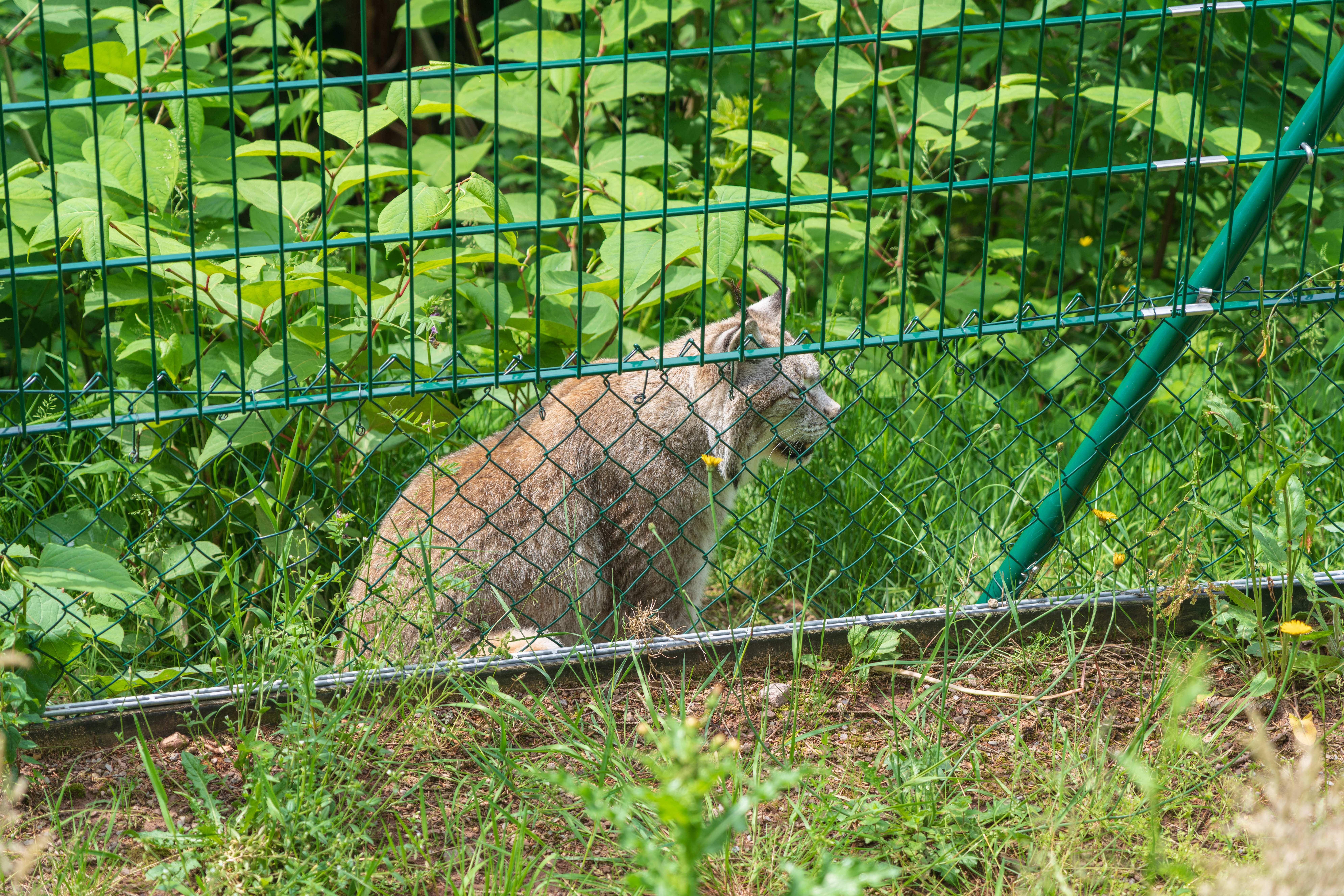 Alternativer Wolf- und Bärenpark Schwarzwald – Hundeort für Hunde