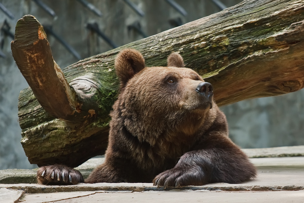 Blick auf Wolgast – hundefreundliche Region rund um Tierpark Tannenkamp Wolgast