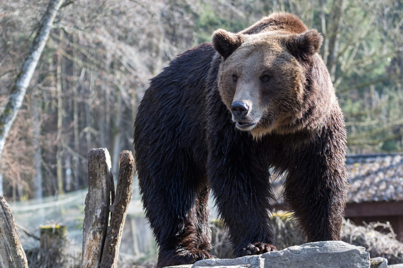 Wild- und Freizeitpark Allensbach – Hundeort für Hunde