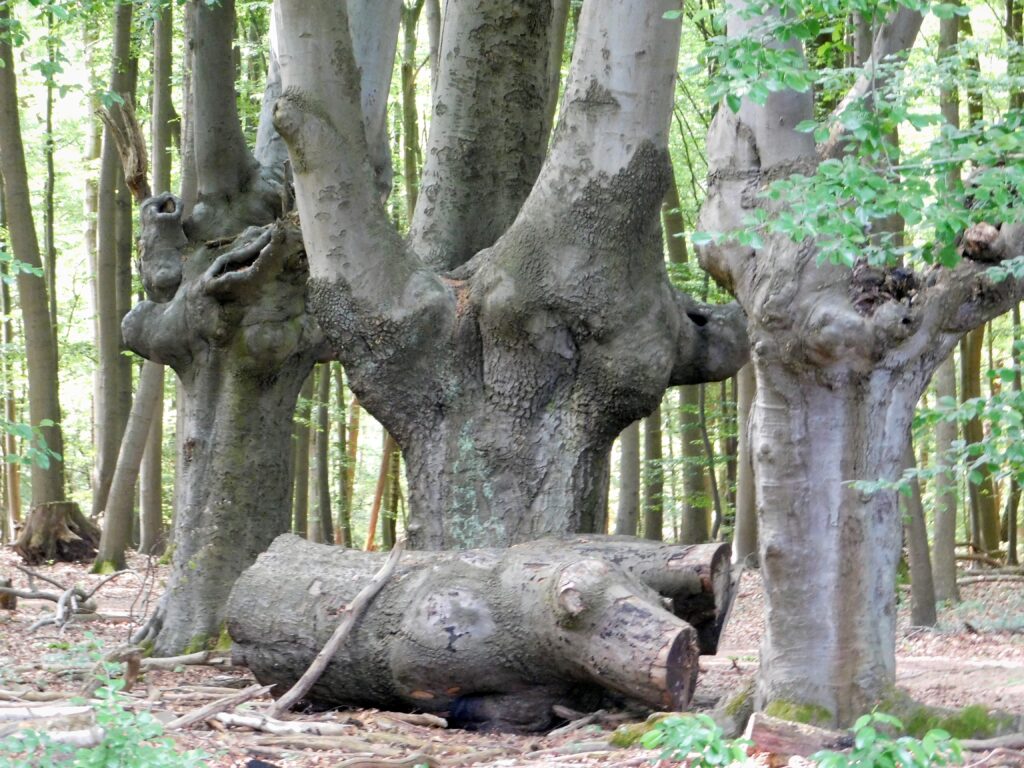 Dünnwalder Wald in Köln – Hundeort für Hunde