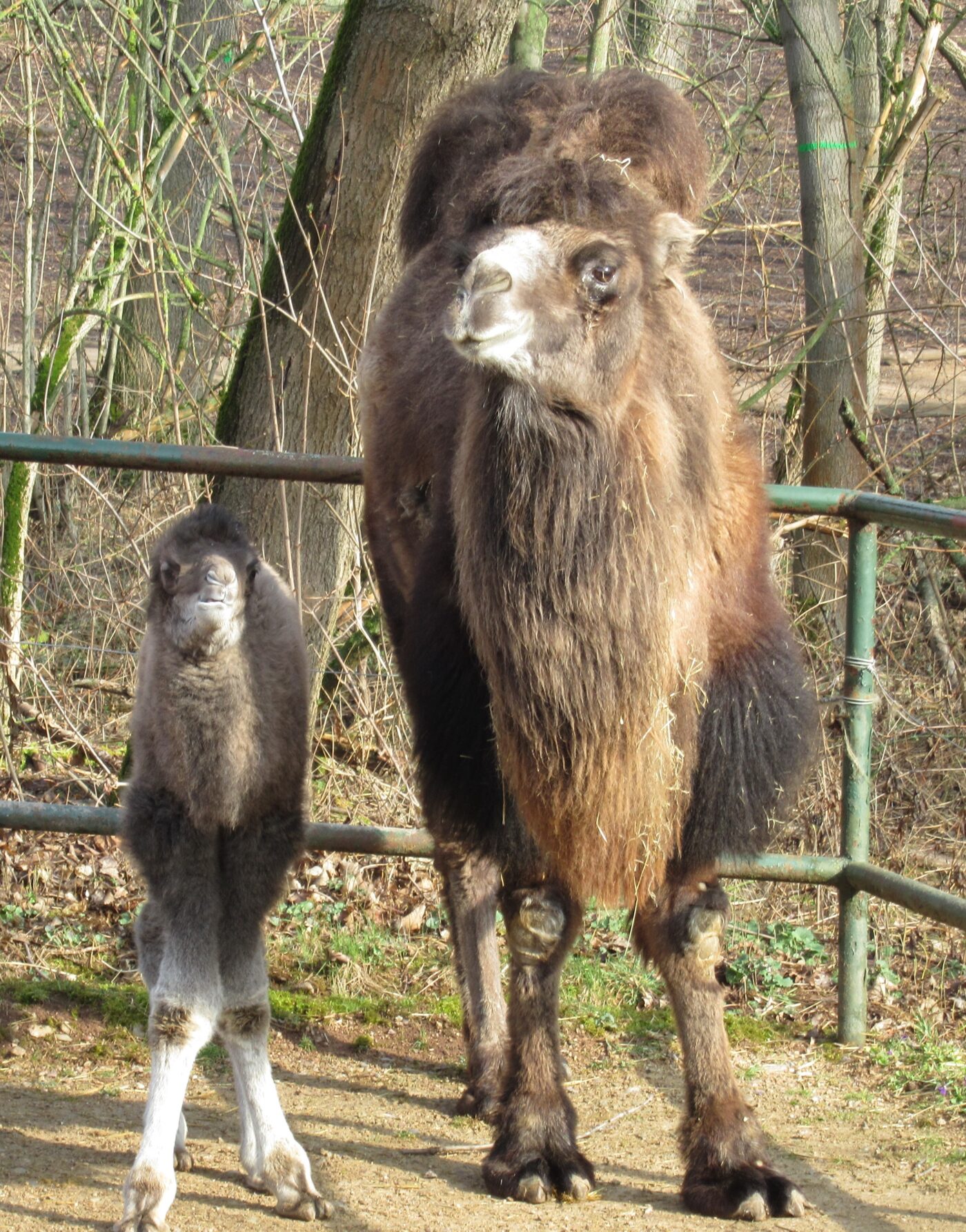Thüringer Zoopark Erfurt – Hundeort für Hunde