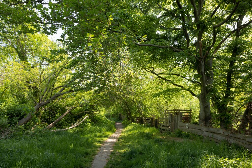 Hufewiesen in Dresden – Hundeort für Hunde