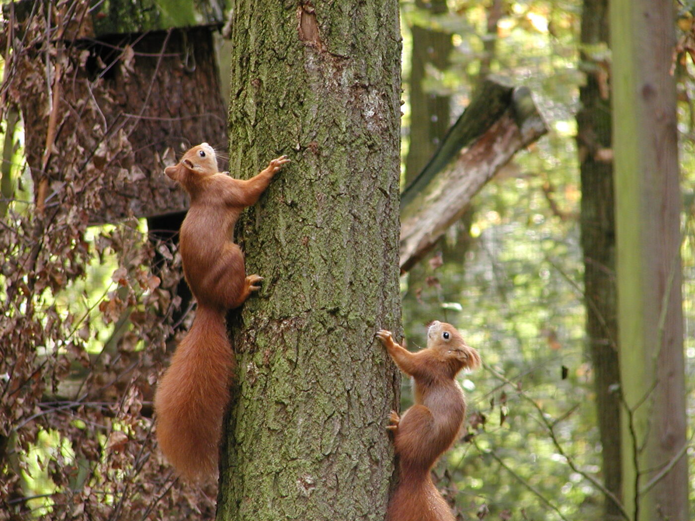 Wildpark-MV Güstrow – Hundeort für Hunde