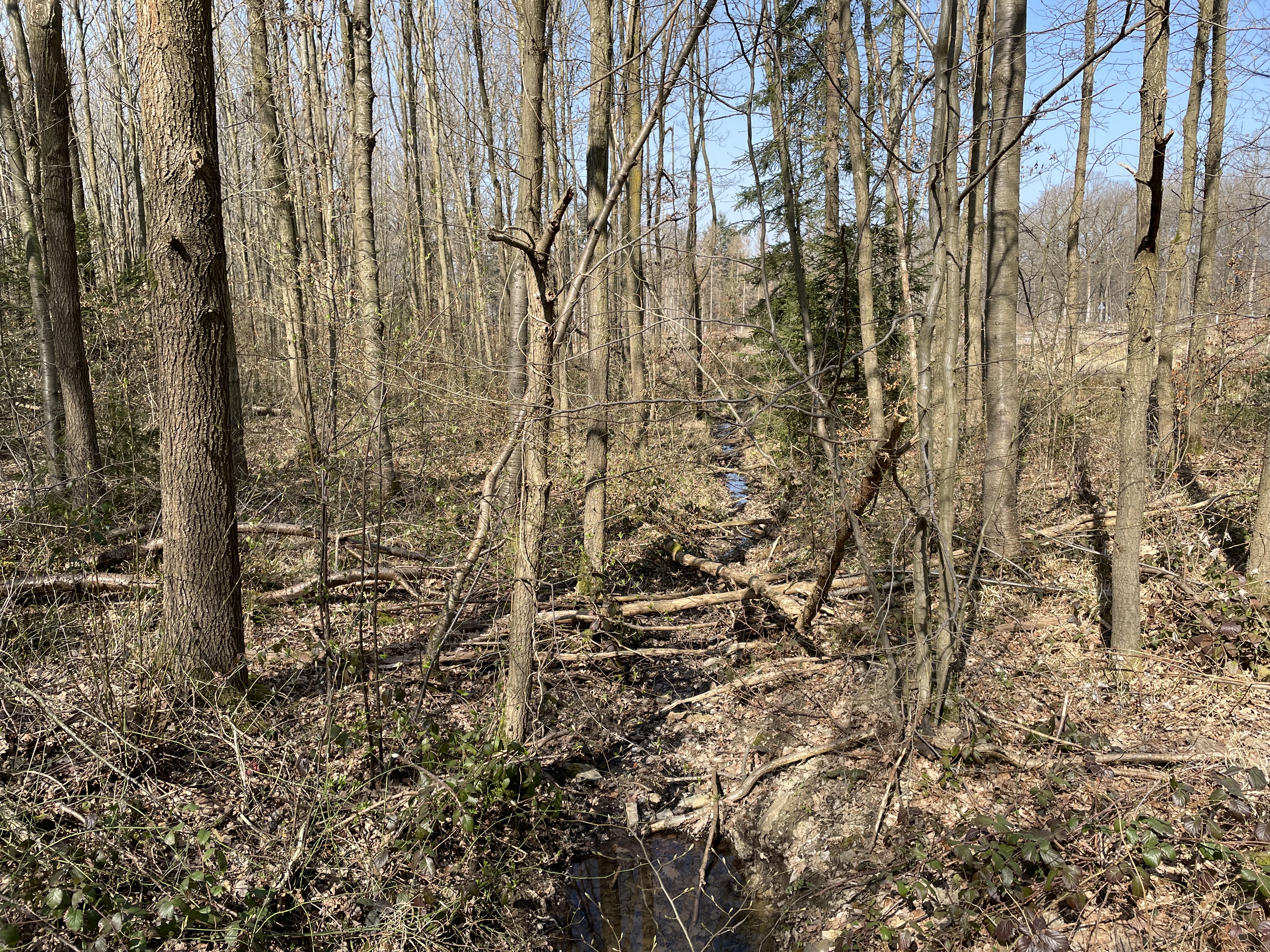 Blick auf Euskirchen – hundefreundliche Region rund um Das Hundekanu