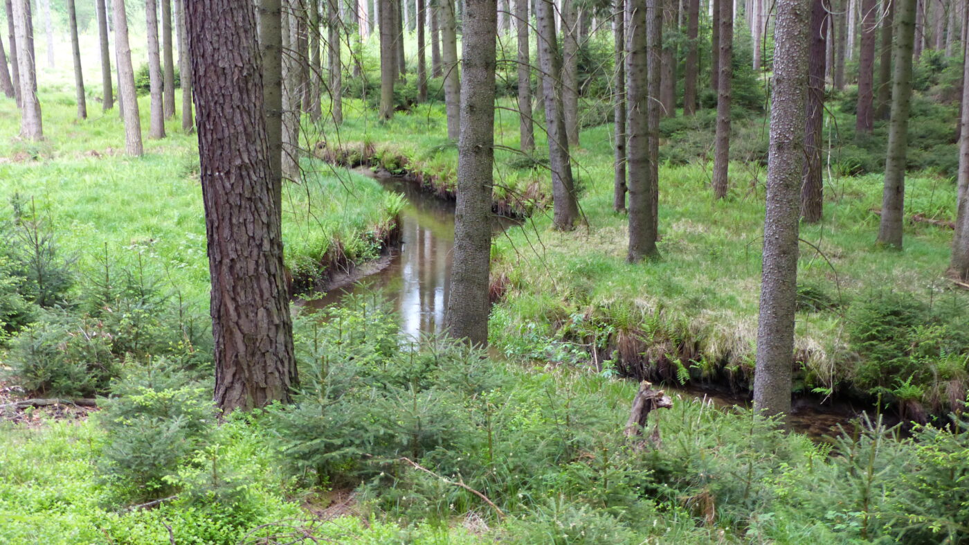 Prießnitzgrund in Dresden – Hundeort für Hunde