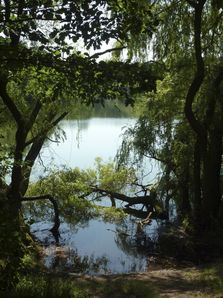 Fechenheimer Weiher in Frankfurt am Main – Hundeort für Hunde