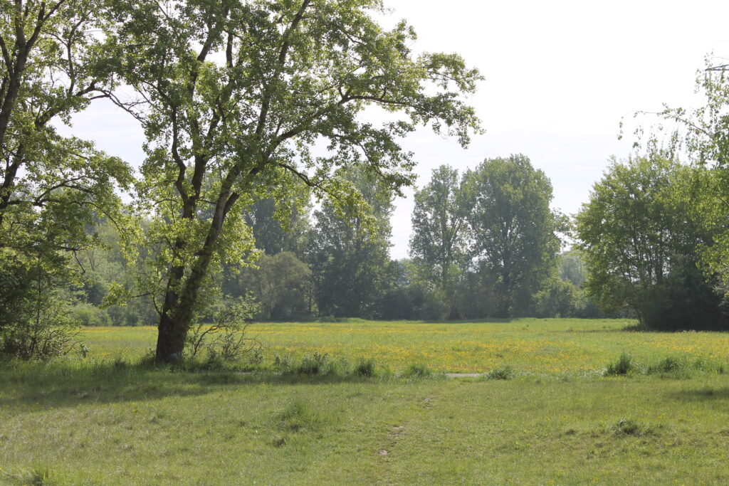 Firnhaberauheide in Augsburg – Hundeort für Hunde
