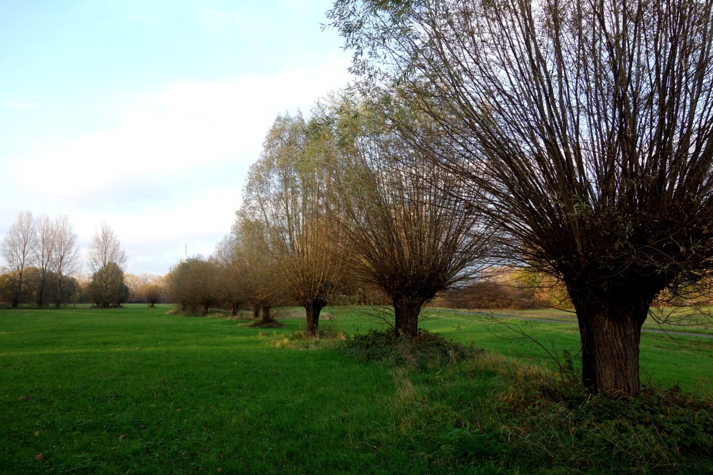 Rheinaue in Köln – Hundeort für Hunde