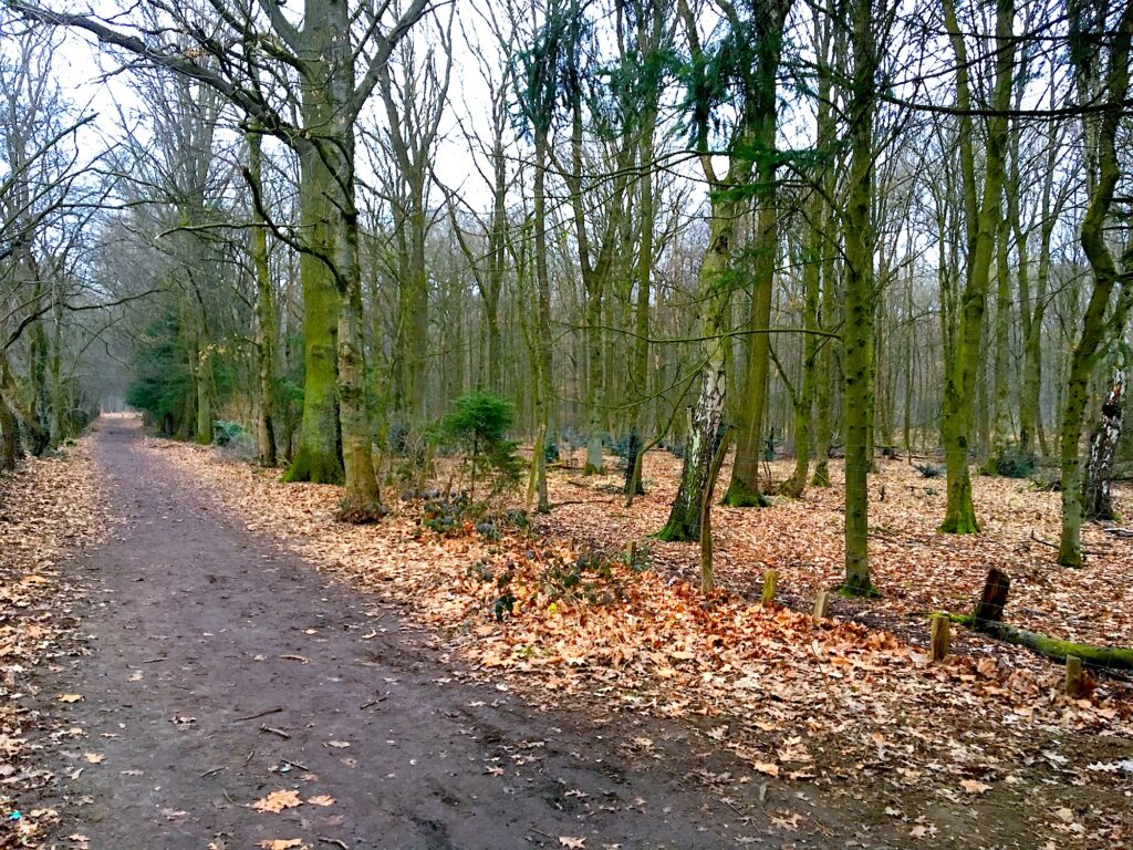Garather Forst in Düsseldorf – Hundeort für Hunde