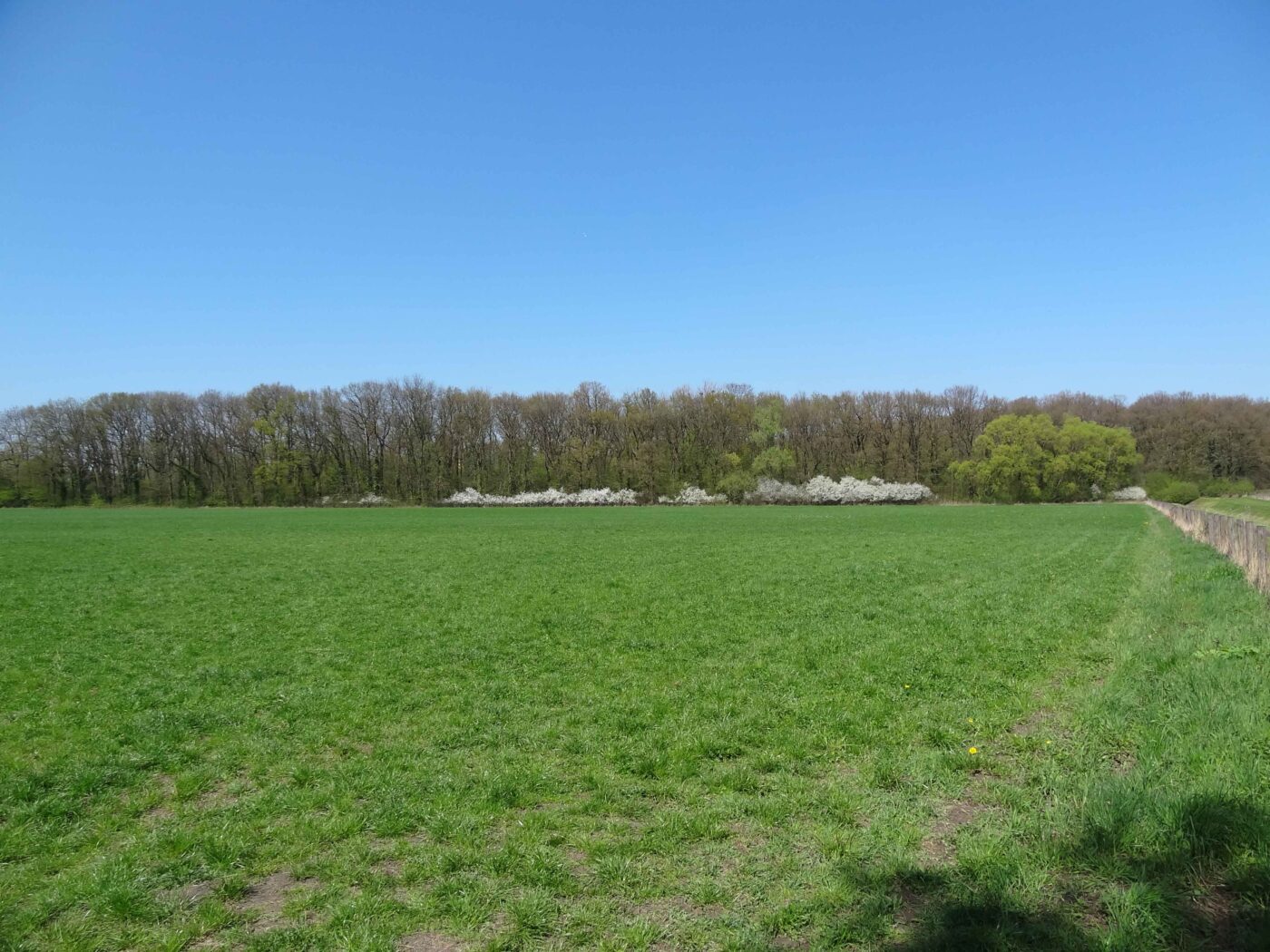 Hundeauslauffläche – Hundeort für Hunde