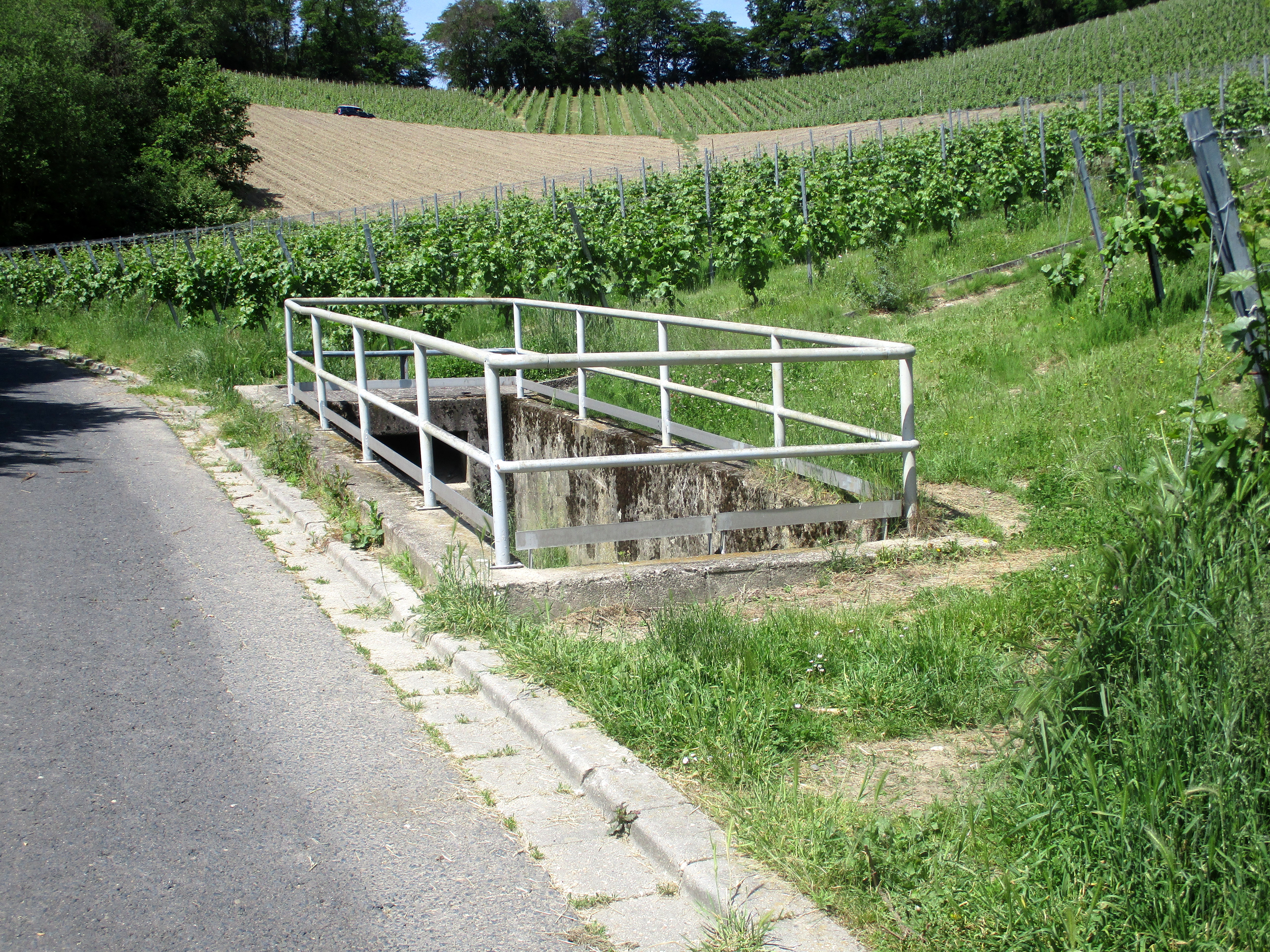 Blick auf Königswinter – hundefreundliche Region rund um Camping im Siebengebirge