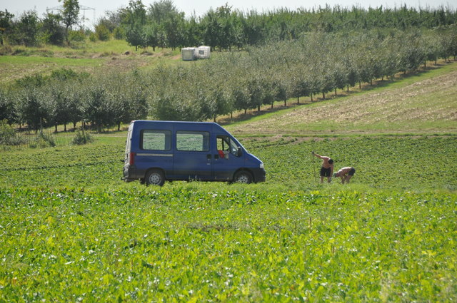 Kriftel : Field & Workers – Hundewiese Kriftel, Wiesbaden