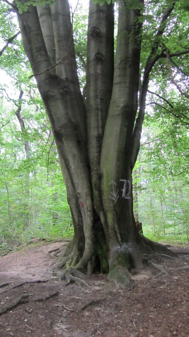 Naturschutzgebiet "Die Burg" Marl, Kreis Recklinghausen, Nordrhein-Westfalen, Deutschland – An der Burg/Silvertbach, Dortmund