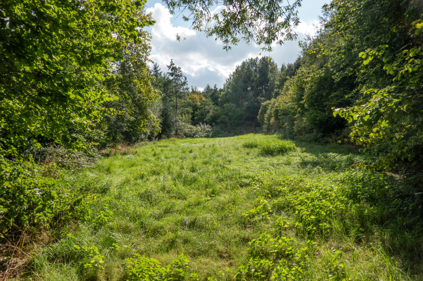 Blick auf Lemgo – hundefreundliche Region rund um The Resting Place - Bar & Grill