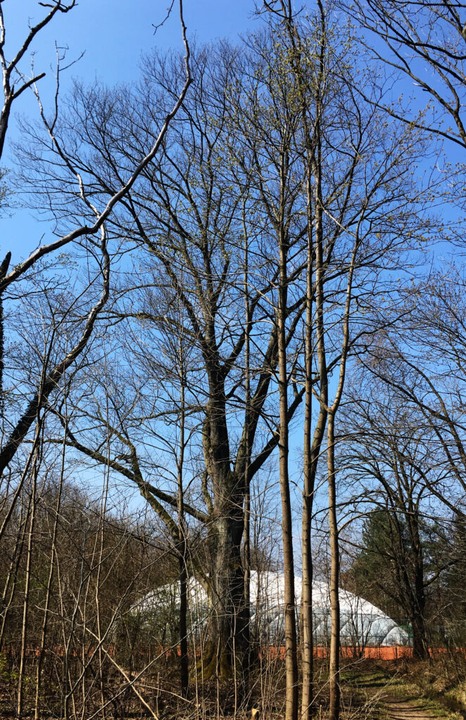 Hartmannshofer Park in München – Hundeort für Hunde