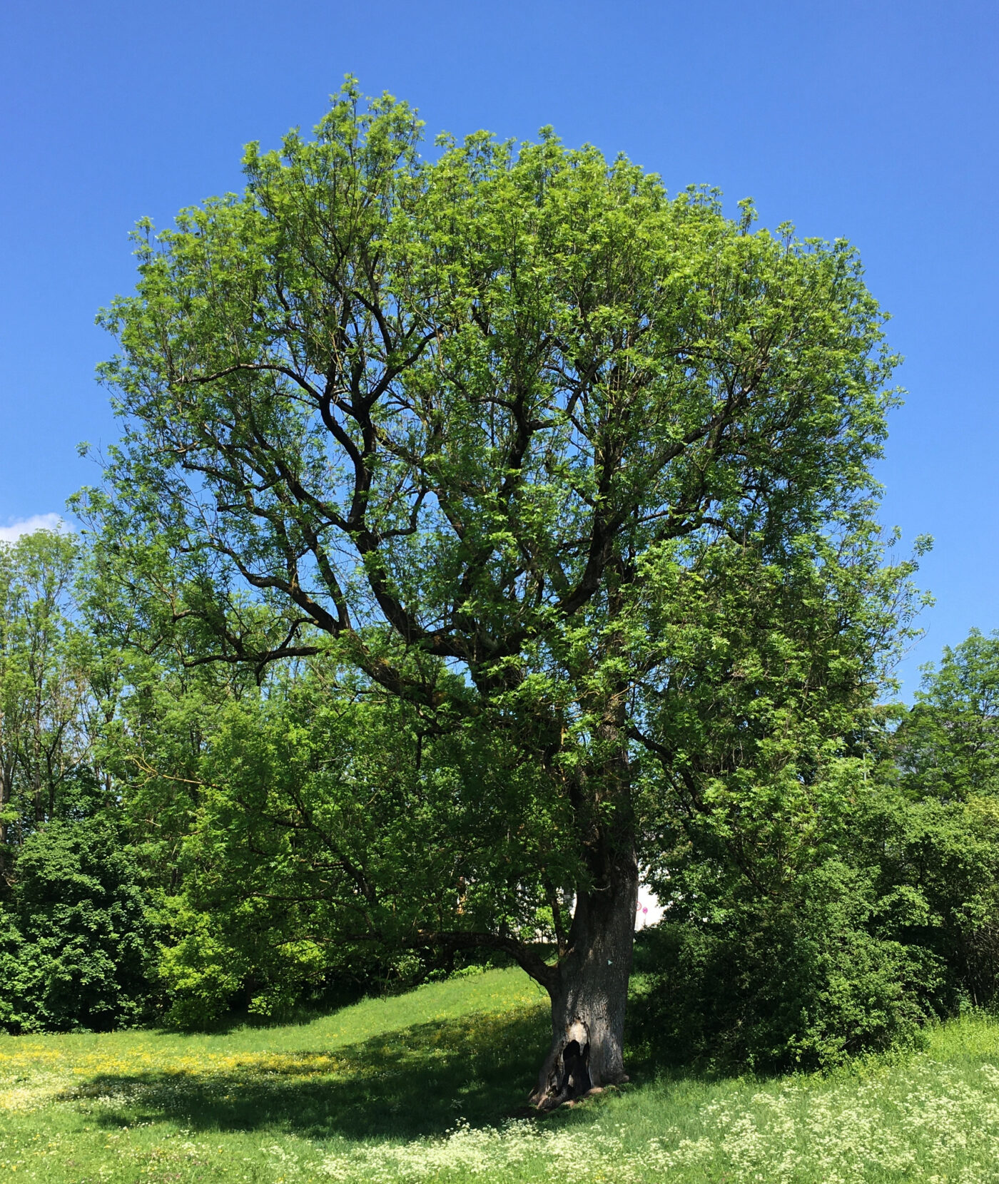 Pasinger Stadtpark in München – Hundeort für Hunde