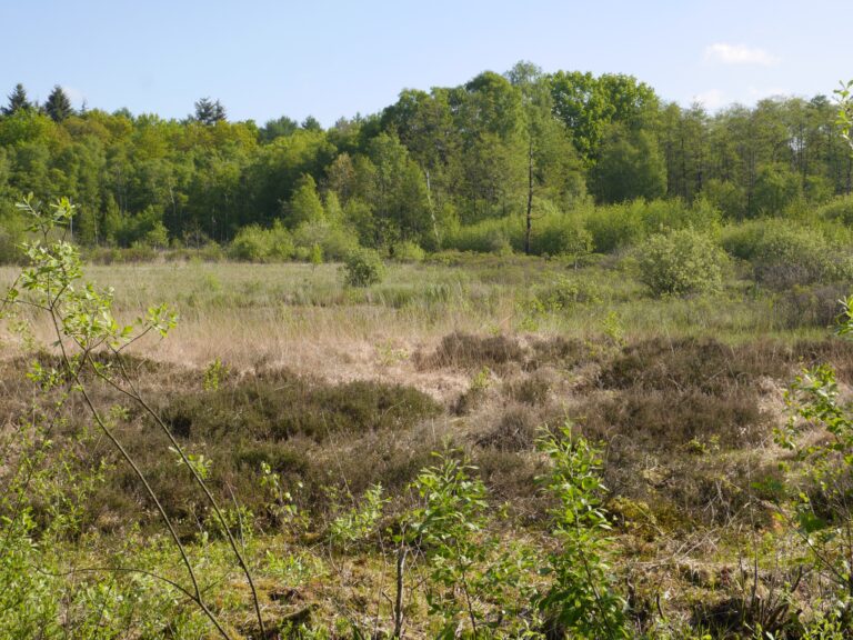 Naturschutzgebiet NSG Raakmoor in Hamburg – Hundeort für Hunde