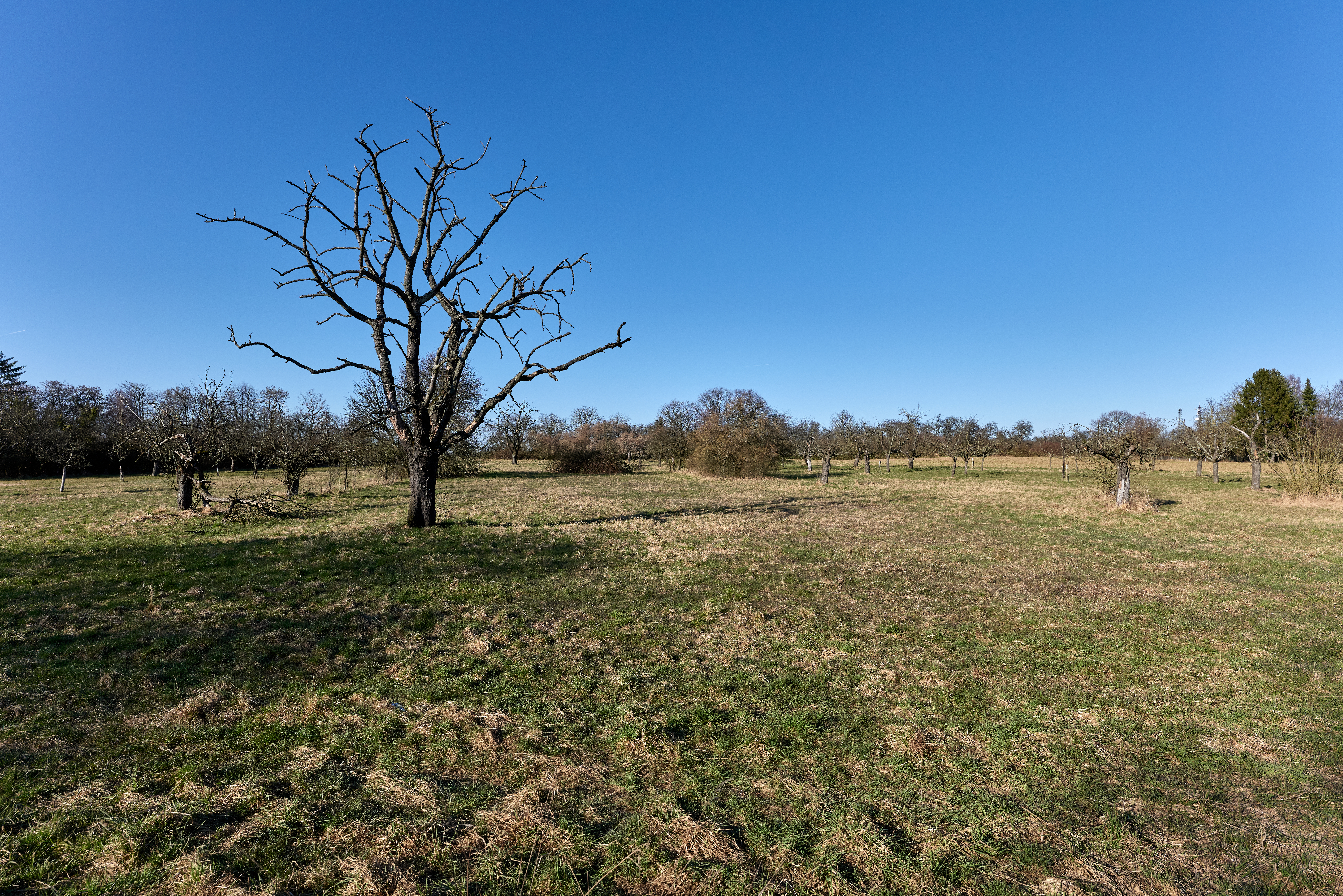 Lohrberg in Frankfurt am Main – Hundeort für Hunde