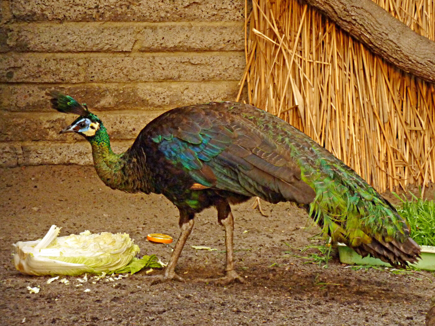 Tierpark Berlin – Hundeort für Hunde