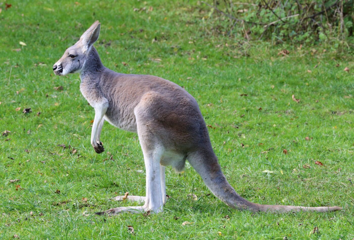 Tierpark Hellabrunn – Hundeort für Hunde