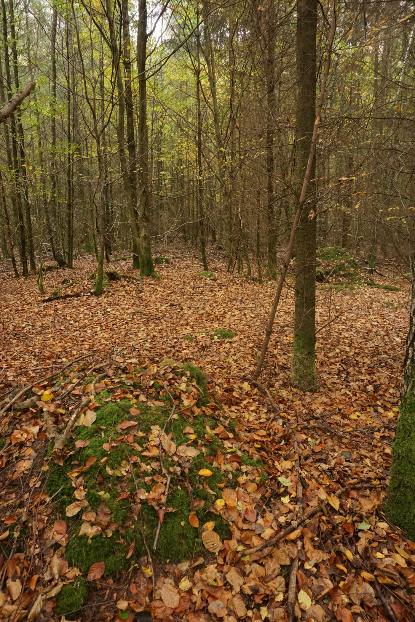 Sachsenwald in Hamburg – Hundeort für Hunde