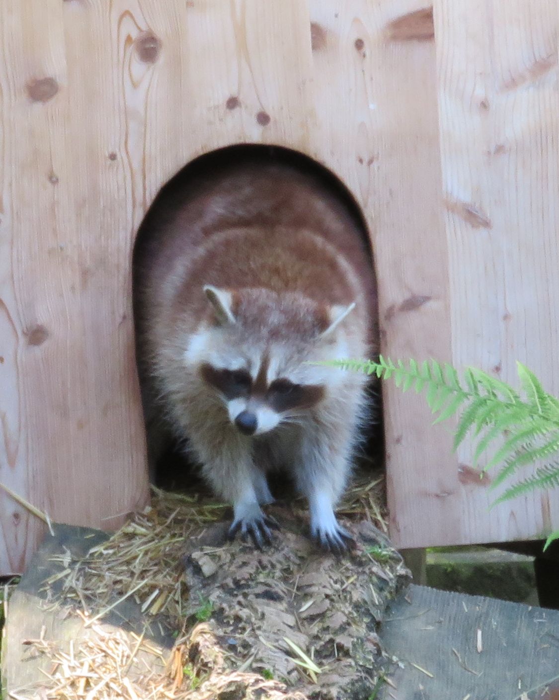 Schwarzwaldzoo Waldkirch – Hundeort für Hunde