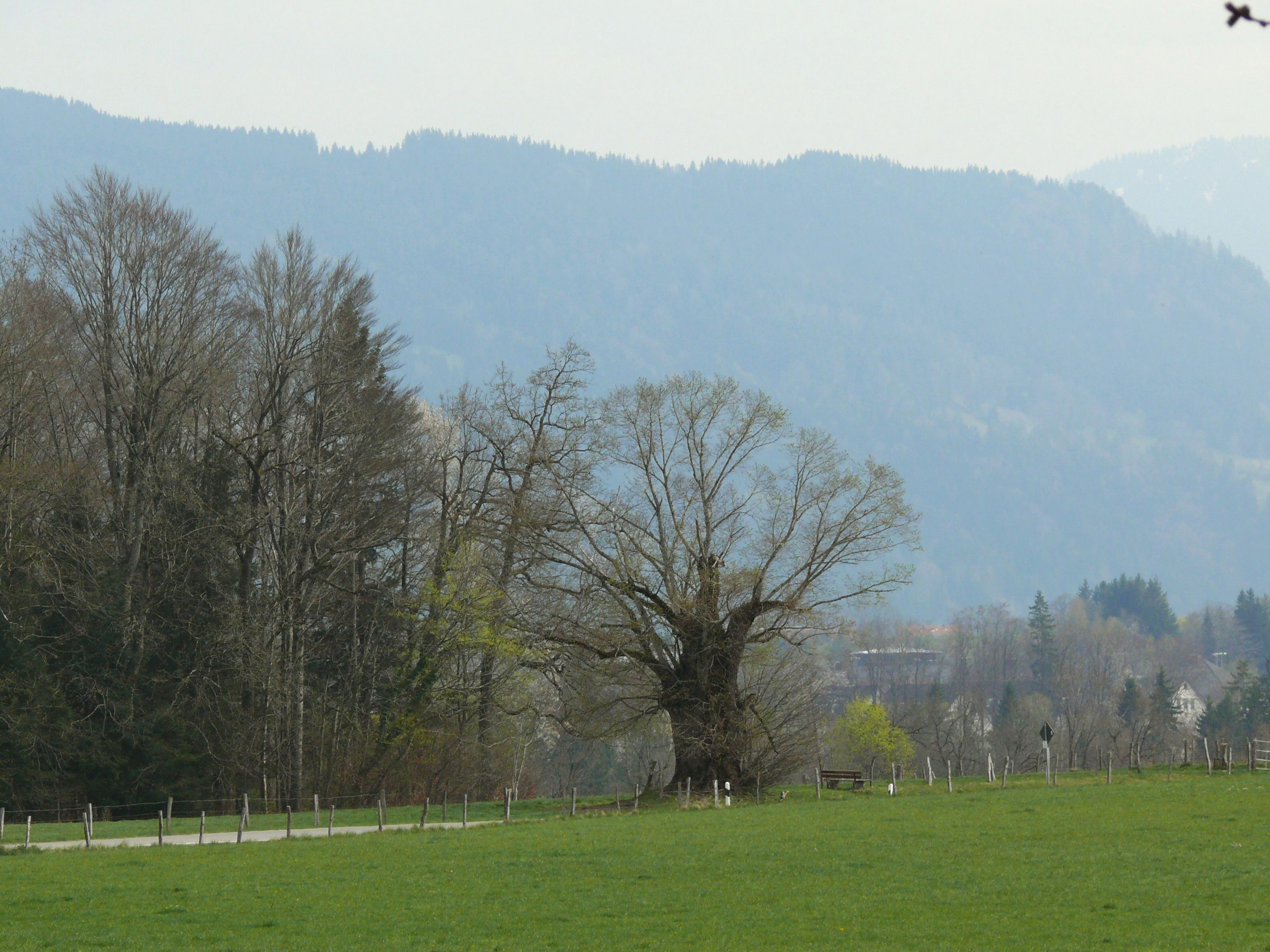 Blick auf Dietramszell – hundefreundliche Region rund um Landhotel Moarwirt