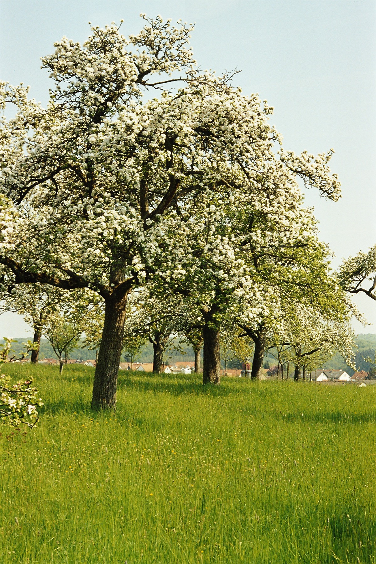 Streuobstwiese in Wiesbaden – Hundeort für Hunde