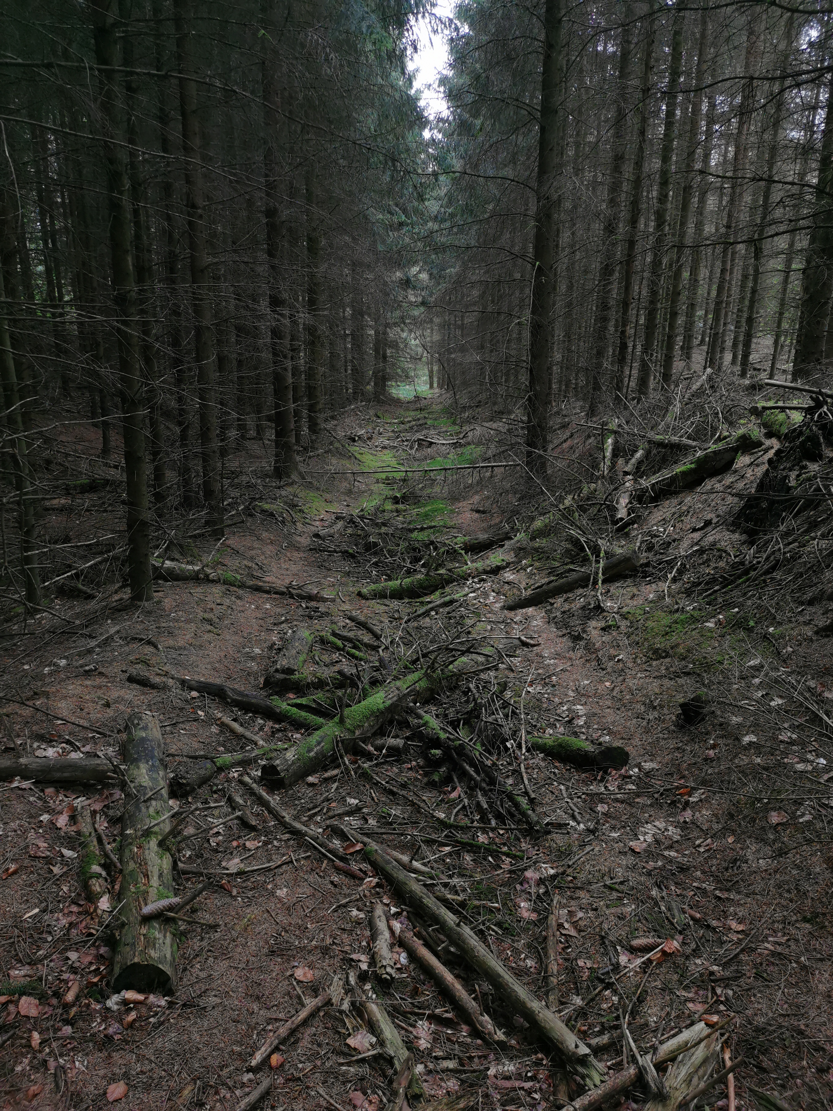 Teutoburger Wald in Bielefeld – Hundeort für Hunde