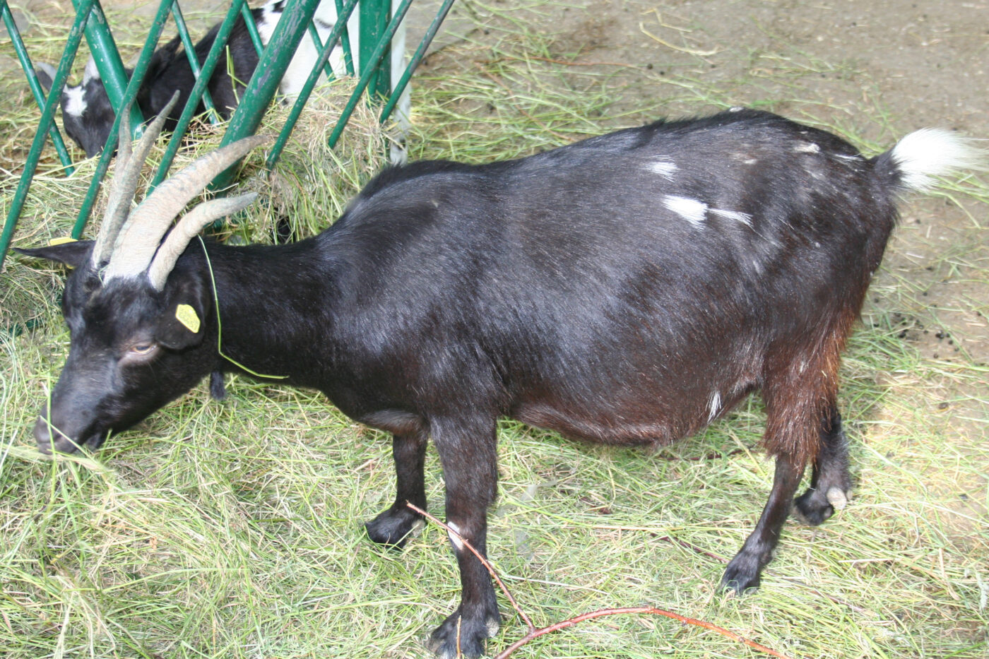 Tierpark Hamm – Hundeort für Hunde
