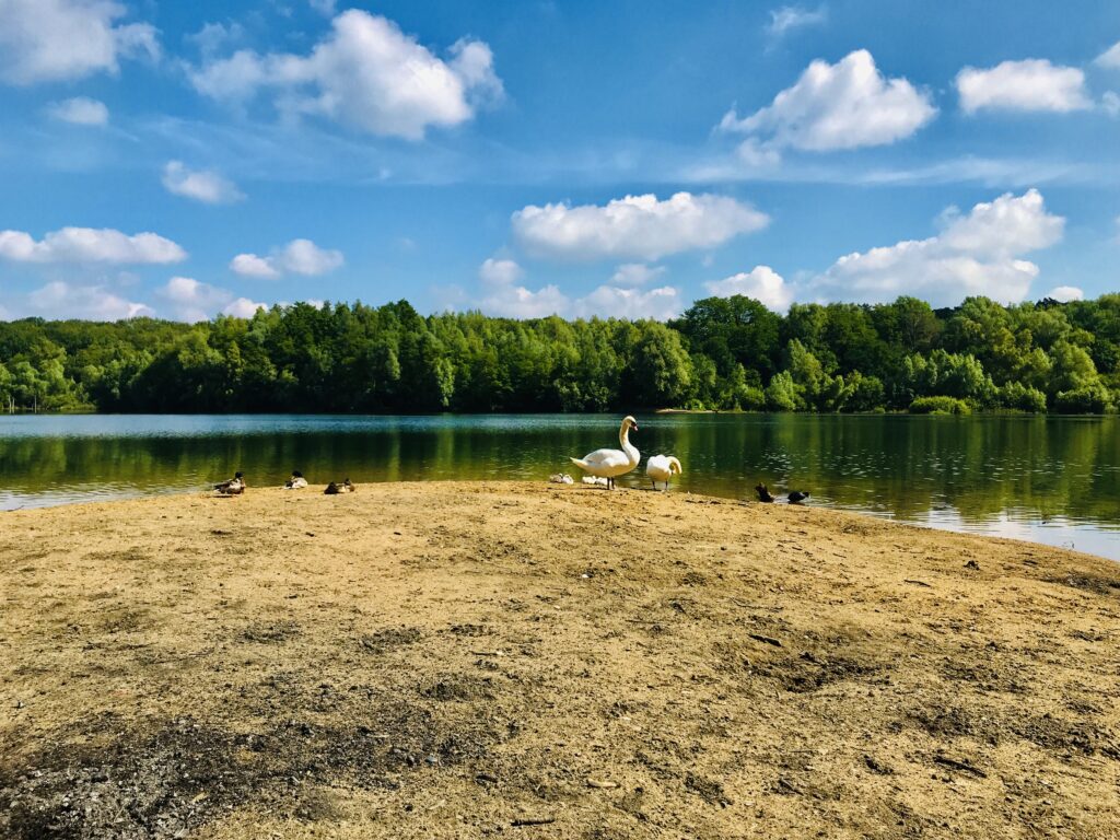 Höhenfelder See in Köln – Hundeort für Hunde
