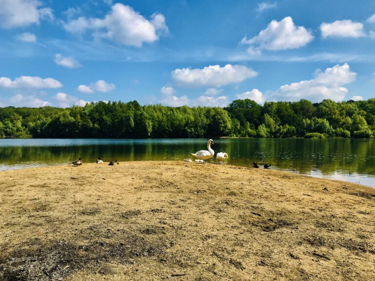 Höhenfelder See in Köln – Hundeort für Hunde