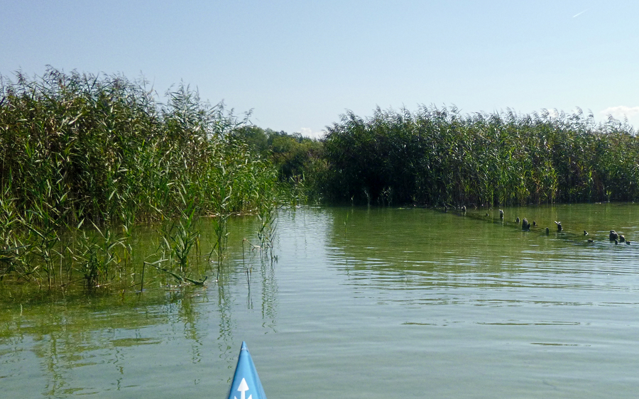Schilfgürtel am Südende des Waginger See, Ausfluss zur Götzinger Achen. Blick nach Süden. – Campingplatz Stadler am Waginger See