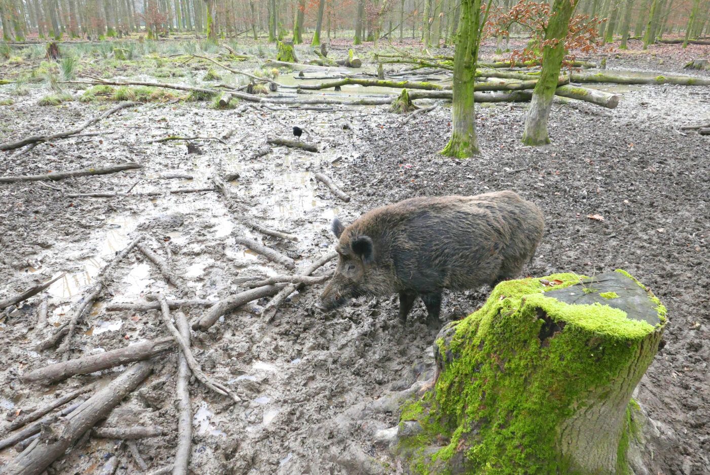 Leidenhausen in Köln – Hundeort für Hunde